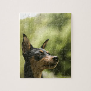Miniatuur Pinscher (Min-Pin) 2 Legpuzzel
