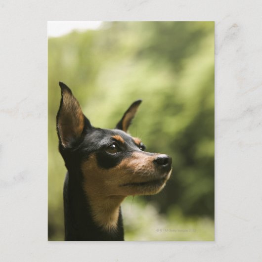 Miniatuur Pinscher (Min-Pin) Briefkaart (Voorkant)