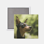 Miniatuur Pinscher (Min-Pin) Magneet (Voorkant / Achterkant)