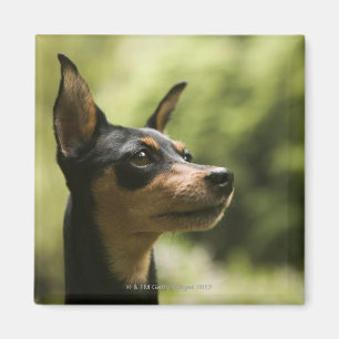 Miniatuur Pinscher (Min-Pin) Magneet