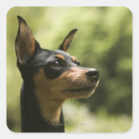 Miniatuur Pinscher (Min-Pin) Vierkante Sticker (Voorkant)