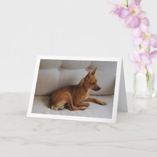 Miniatuur Pinscher Portrait Kaart (Orchidee)