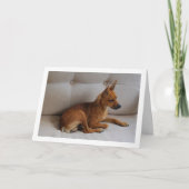 Miniatuur Pinscher Portrait Kaart (Voorkant)