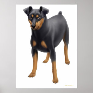 Miniatuur Pinscher Print