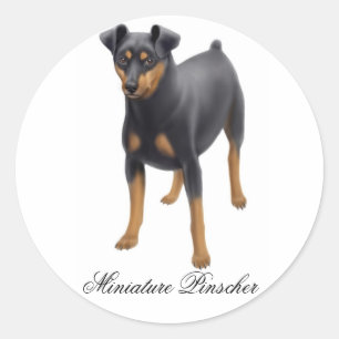 Miniatuur Pinscher Sticker