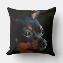 Miniatuur Pinscher werpt kussen