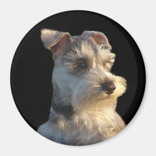 Miniatuur Schnauzer Magneet