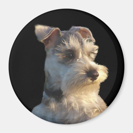 Miniatuur Schnauzer Magneet (Voorkant)