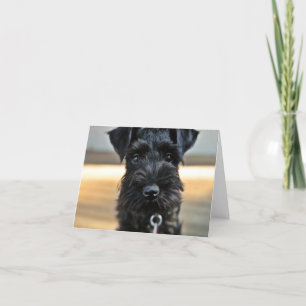 Miniatuur Schnauzer Note Kaart #3 - leeg