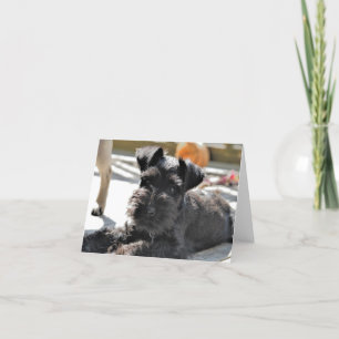 Miniatuur Schnauzer Note Kaart #4 - leeg