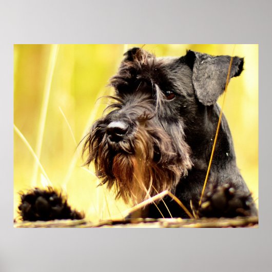 Miniatuur-schnauzer Poster (Voorkant)
