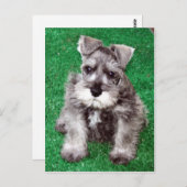 Miniatuur Schnauzer Puppy Briefkaart (Voorkant / Achterkant)