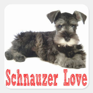 Miniatuur Schnauzer Puppy Dog Love Red Sticker