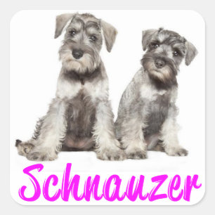Miniatuur Schnauzer Puppy Dog Love Sticker