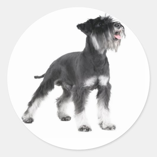 Miniatuur Schnauzer Puppy Dog Sticker (Voorkant)