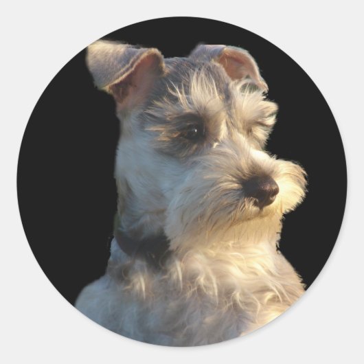 Miniatuur Schnauzer Sticker (Voorkant)