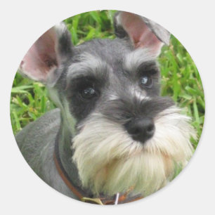 Miniatuur Schnauzer Sticker