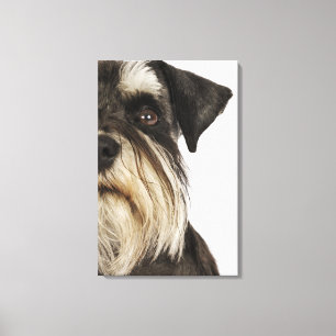 Miniatuur Schnauzer, studio shot, close-up Canvas Afdruk