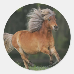 Miniatuurpaard loopt ronde sticker