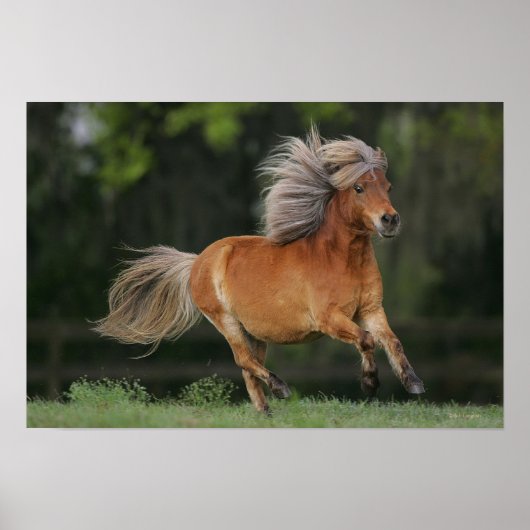 Miniatuurpaarden aan het draaien poster (Voorkant)