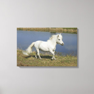 Miniatuurpaarden die in de buurt van water lopen canvas afdruk