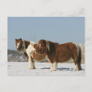 Miniatuurpaarden in de sneeuw briefkaart