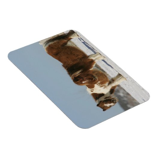 Miniatuurpaarden in de sneeuw magneet (Rechterzijde)