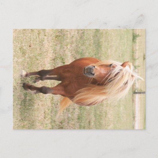 miniatuurpaarden met een volle mane briefkaart (Voorkant)