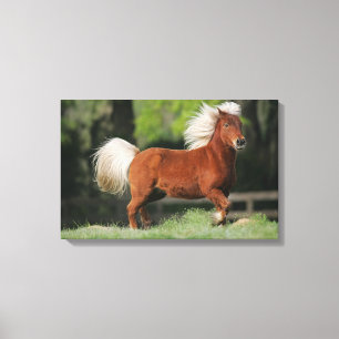 Miniatuurpaarden, stand canvas afdruk
