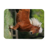 Miniatuurpaarden, stand magneet (Horizontaal)