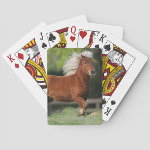 Miniatuurpaarden, stand pokerkaarten