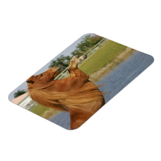 Miniatuurpaardenhouderij Magneet (Linkerzijde)