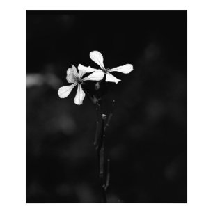 Minimale zwart-wit bloemen foto afdruk