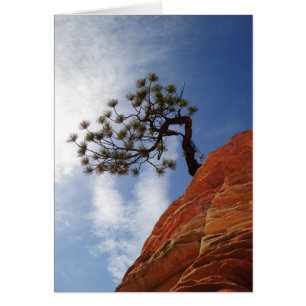 Minimalistische Bonsai Tree Zion National Park Kaa