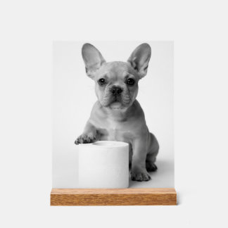 Minimalistische Grappige Franse Bulldog Waakt Over Acryl Bord