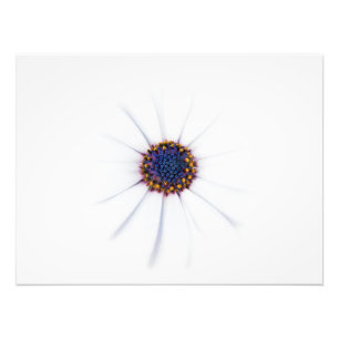 Minimalistische witte Daisy bloem op witte achterg Foto Afdruk