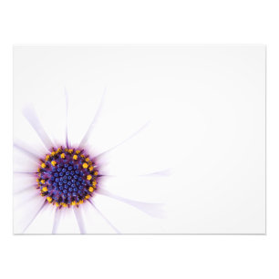 Minimalistische witte Daisy bloem op witte achterg Foto Afdruk