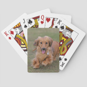 Miniture Dachshund hardlopen Pokerkaarten