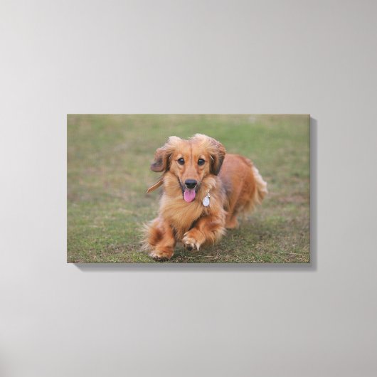Miniture Dachshund Running Canvas Afdruk (Voorkant)