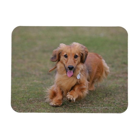 Miniture Dachshund Running Magneet (Horizontaal)