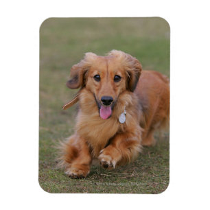 Miniture Dachshund Running Magneet