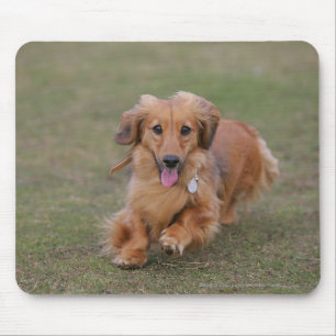 Miniture Dachshund Running Muismat