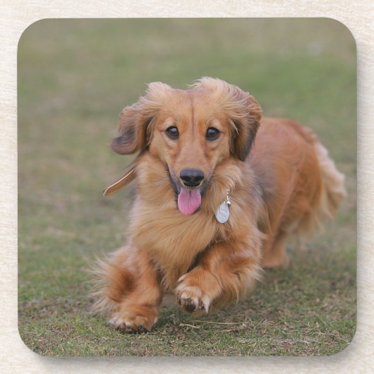 Miniture Dachshund Running Onderzetter (Voorkant)