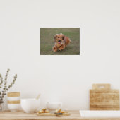 Miniture Dachshund Running Poster (Keuken)