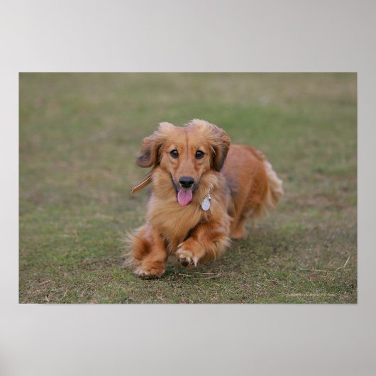 Miniture Dachshund Running Poster (Voorkant)