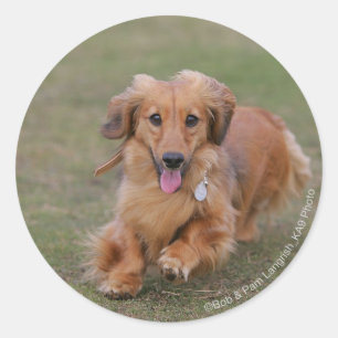 Miniture Dachshund Running Ronde Sticker