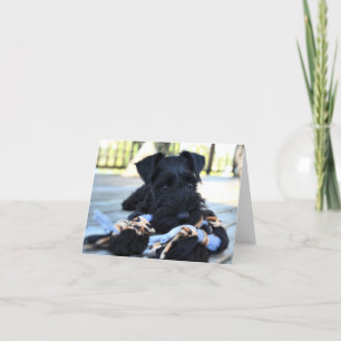 Miniture Schnauzer Note Kaart #5 - leeg