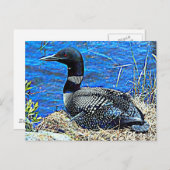 Minnesota Common Loon Briefkaart (Voorkant / Achterkant)