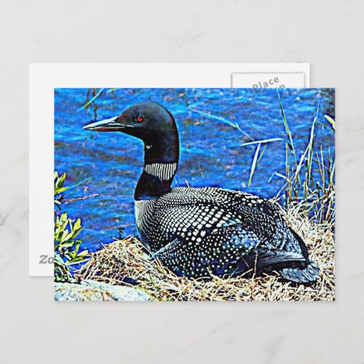 Minnesota Common Loon Briefkaart (Voorkant / Achterkant)
