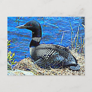 Minnesota Common Loon Briefkaart